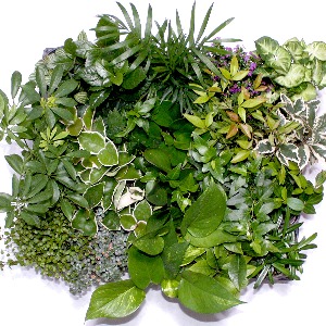 식물탐구 초록식물-20개세트